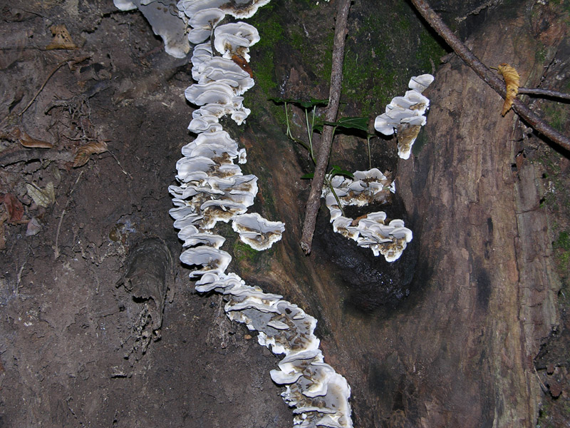 Lignicolo 0003. - (Bjerkandera adusta)
